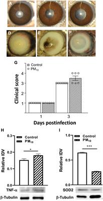 PM10 and Pseudomonas aeruginosa: effects on corneal epithelium